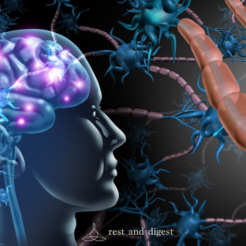 What Is The Vagus Nerve?