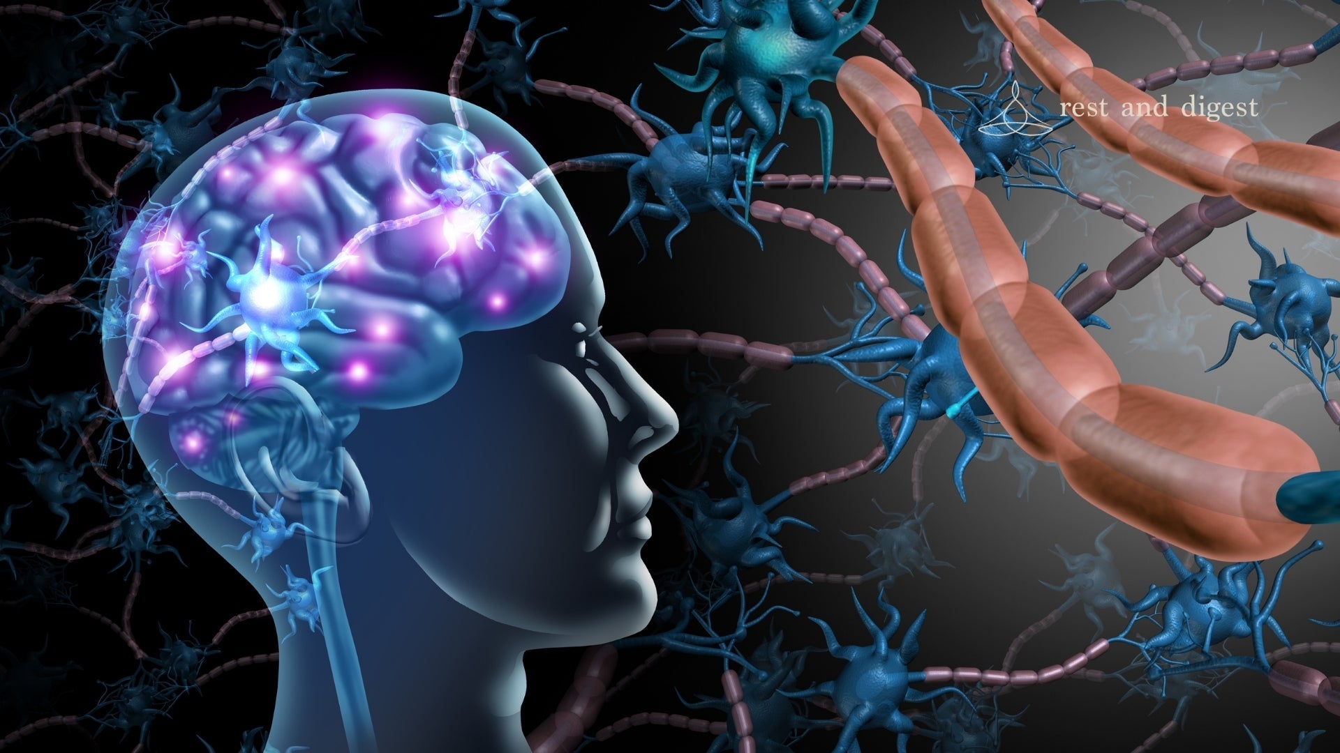 What Is The Vagus Nerve?